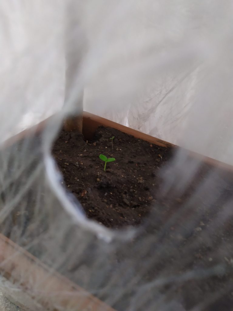 Tohumdan Bonsai Ağaç Yetiştiriciliği