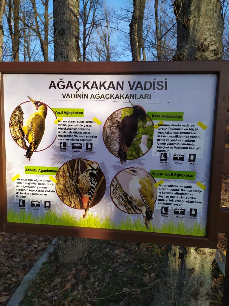 Ağaçkakan Vadisi - Ağaçkakan türleri