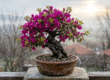 Begonvil Bonsai